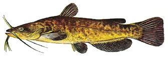 Brown Bullhead