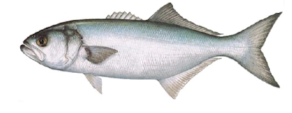 Bluefish