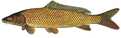 Carp