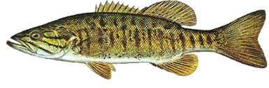 Small Mouth Bass
