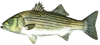 Striped Bass