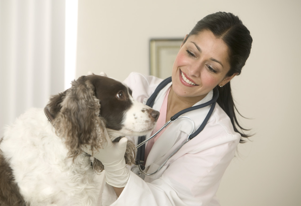 Veterinarian and Dog